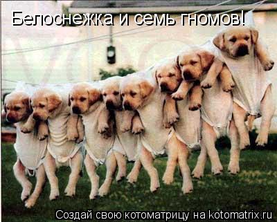 Белоснежка и семь гномов!... Котоматрица: Белоснежка и семь гномов!
