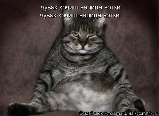 чувак хочиш напица вотки чувак хочиш напица вотки... Котоматрица: чувак хочиш напица вотки чувак хочиш напица вотки