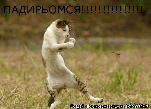 ПАДИРЬОМСЯ!!!!!!!!!!!!!!!... Котоматрица: ПАДИРЬОМСЯ!!!!!!!!!!!!!!!