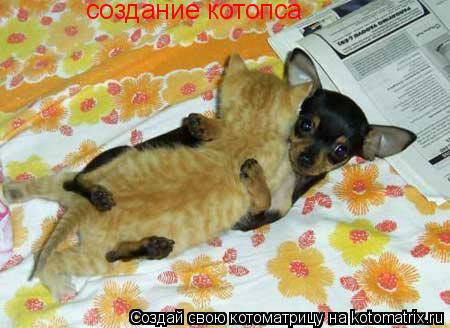 создание котопса... Котоматрица: создание котопса