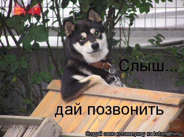 Слыш... дай позвонить... Котоматрица: Слыш... дай позвонить