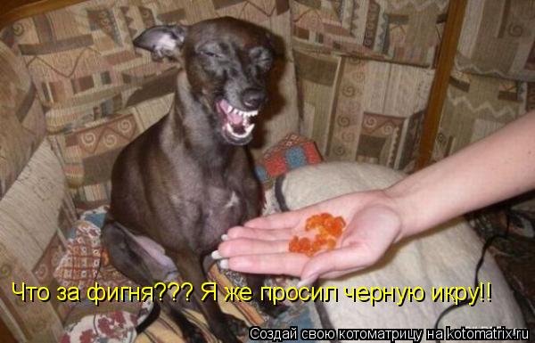 Что за фигня??? Я же просил черную икру!!... Котоматрица: Что за фигня??? Я же просил черную икру!!