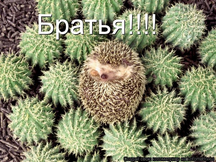 Братья!!!!... Котоматрица: Братья!!!!