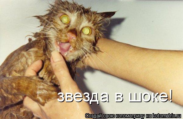 звезда в шоке!... Котоматрица: звезда в шоке!