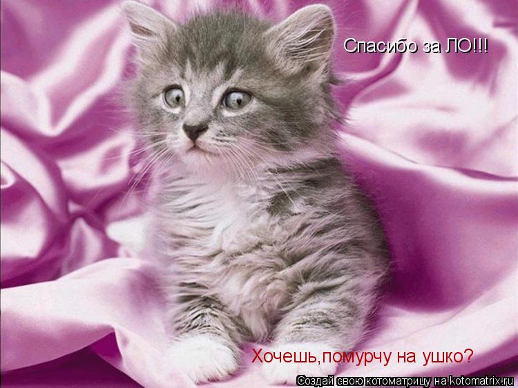 Хочешь,помурчу на ушко?... Котоматрица: Хочешь,помурчу на ушко?