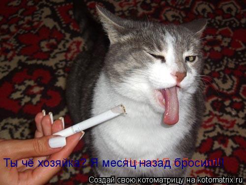 Ты чё хозяйка? Я месяц назад бросил!!!... Котоматрица: Ты чё хозяйка? Я месяц назад бросил!!!