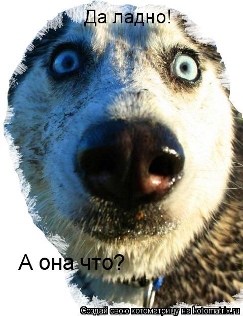 Да ладно! А она что?... Котоматрица: Да ладно! А она что?