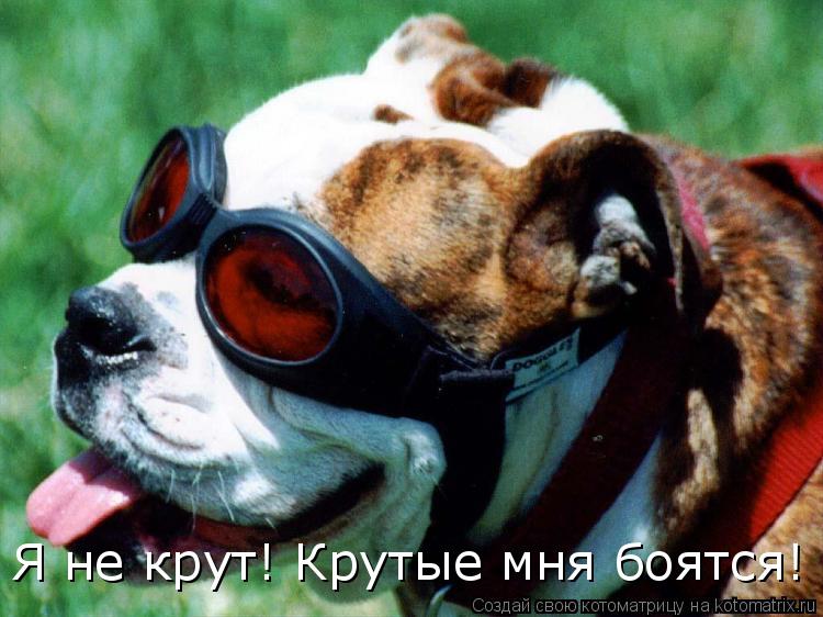 Я не крут! Крутые мня боятся!... Котоматрица: Я не крут! Крутые мня боятся!