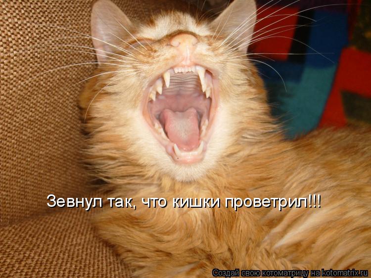 Зевнул так, что кишки проветрил!!!... Котоматрица: Зевнул так, что кишки проветрил!!!