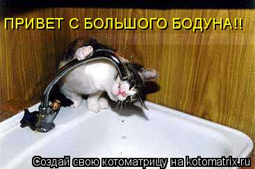 ПРИВЕТ С БОЛЬШОГО БОДУНА!!... Котоматрица: ПРИВЕТ С БОЛЬШОГО БОДУНА!!