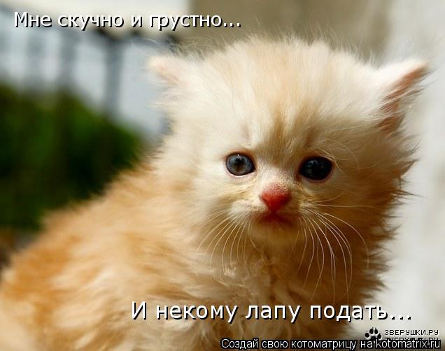 И некому лапу подать... Мне скучно и грустно...... Котоматрица: И некому лапу подать... Мне скучно и грустно...