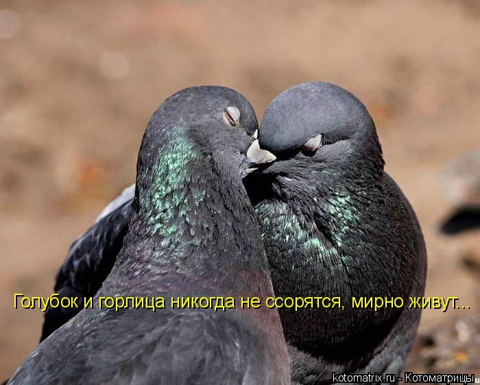 Голубок и горлица никогда не ссорятся, мирно живут...... Котоматрица: Голубок и горлица никогда не ссорятся, мирно живут...