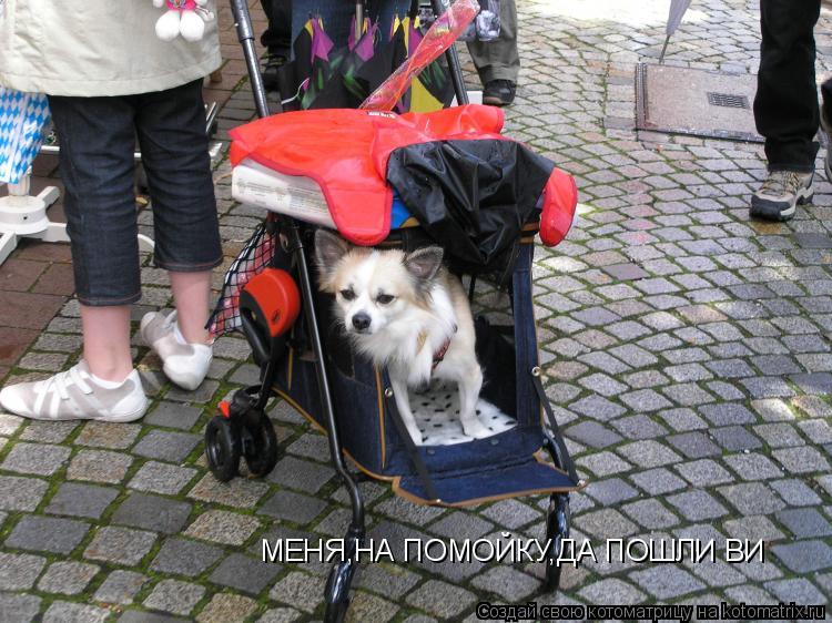 МЕНЯ,НА ПОМОЙКУ,ДА ПОШЛИ ВИ... Котоматрица: МЕНЯ,НА ПОМОЙКУ,ДА ПОШЛИ ВИ