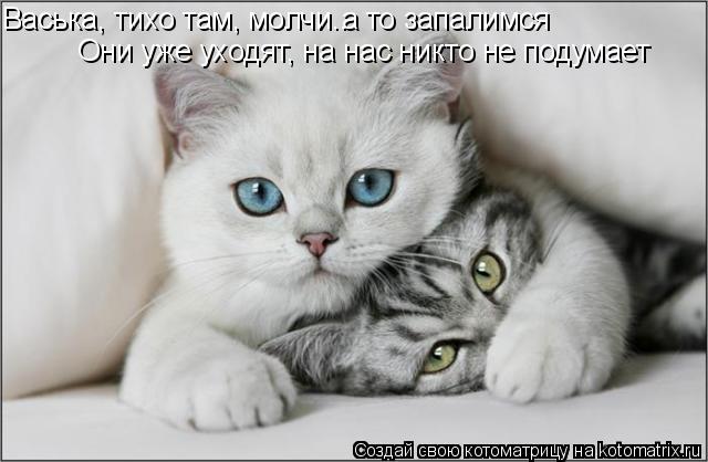 Васька, тихо там, молчи.. Они уже уходят, на нас никто не подумает а то запалимся... Котоматрица: Васька, тихо там, молчи.. Они уже уходят, на нас никто не подумает а то запалимся