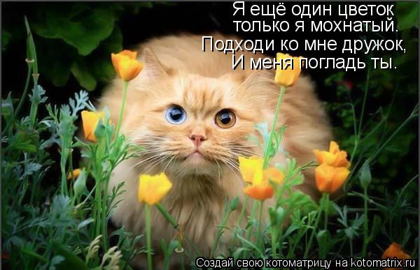 Я ещё один цветок только я мохнатый. Подходи ко мне дружок, И меня погладь ты.... Котоматрица: Я ещё один цветок только я мохнатый. Подходи ко мне дружок, И меня погладь ты.