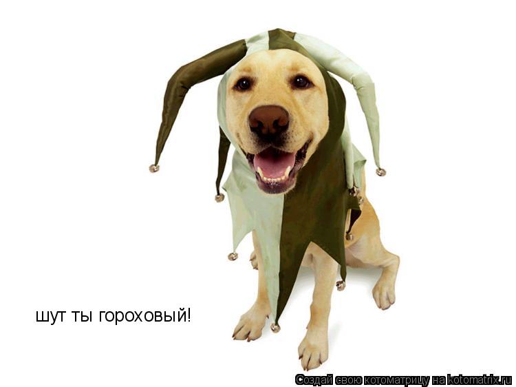 шут ты гороховый!... Котоматрица: шут ты гороховый!