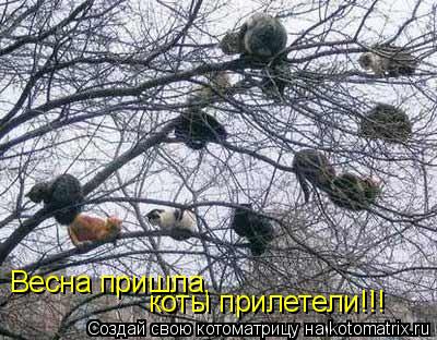Весна пришла, коты прилетели!!!... Котоматрица: Весна пришла, коты прилетели!!!