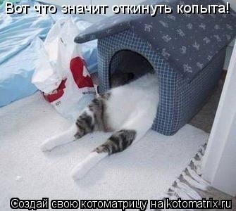 Вот что значит откинуть копыта!... Котоматрица: Вот что значит откинуть копыта!