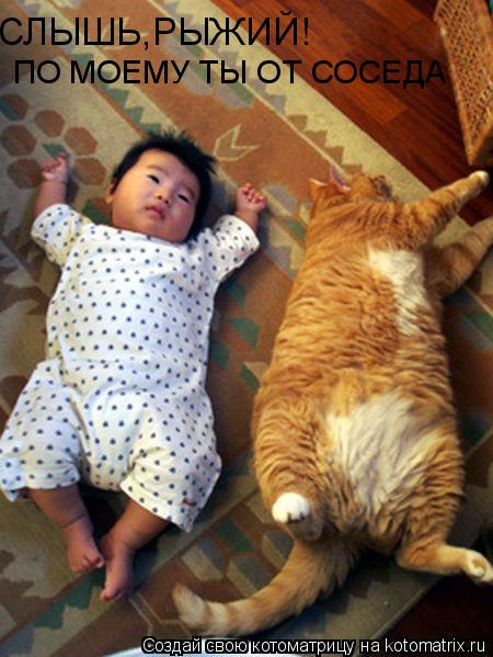 СЛЫШЬ,РЫЖИЙ! ПО МОЕМУ ТЫ ОТ СОСЕДА... Котоматрица: СЛЫШЬ,РЫЖИЙ! ПО МОЕМУ ТЫ ОТ СОСЕДА
