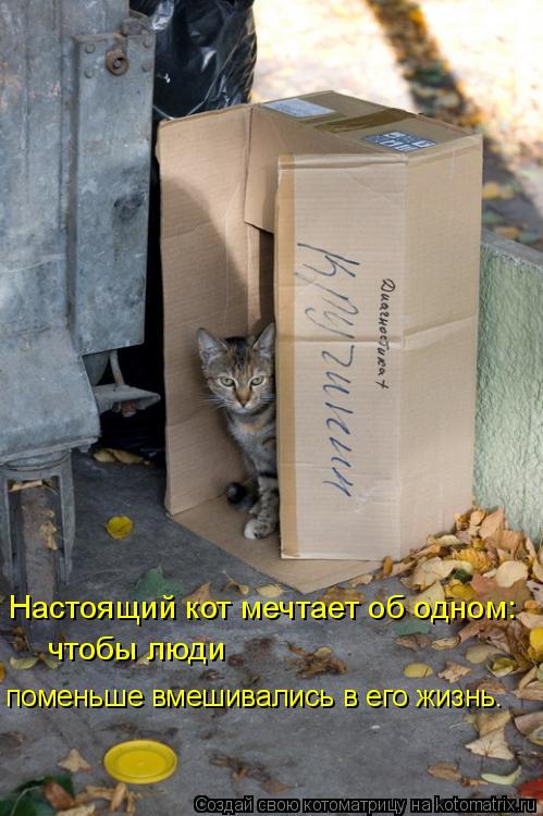 Настоящий кот мечтает об одном: чтобы люди поменьше вмешивались в его жизнь.... Котоматрица: Настоящий кот мечтает об одном: чтобы люди поменьше вмешивались в его жизнь.