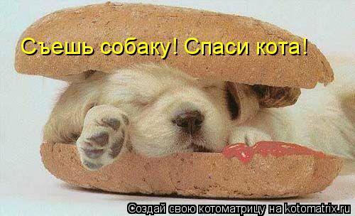 Съешь собаку! Спаси кота!... Котоматрица: Съешь собаку! Спаси кота!