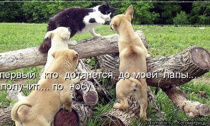 первый , кто дотянется, до моей лапы... получит.... по носу ....... Котоматрица: первый , кто дотянется, до моей лапы... получит.... по носу ....