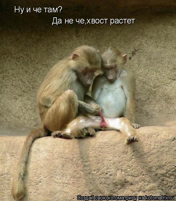 Ну и че там? Да не че,хвост растет... Котоматрица: Ну и че там? Да не че,хвост растет