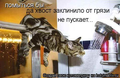помыться бы... да хвост заклинило от грязи не пускает...... Котоматрица: помыться бы... да хвост заклинило от грязи не пускает...