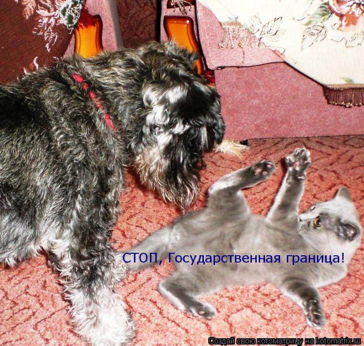 СТОП, Государственная граница!... Котоматрица: СТОП, Государственная граница!