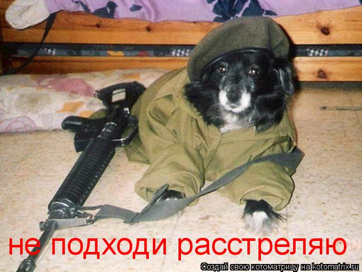 не подходи расстреляю... Котоматрица: не подходи расстреляю
