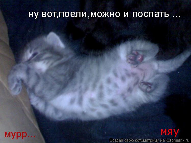 ну вот,поели,можно и поспать ну вот,поели,можно и поспать ... мурр... мяу... Котоматрица: ну вот,поели,можно и поспать ну вот,поели,можно и поспать ... мурр... мяу