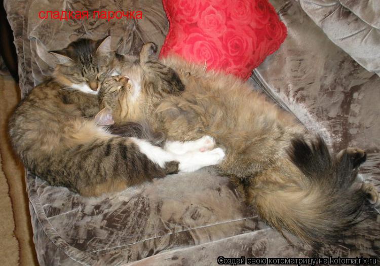 сладкая парочка... Котоматрица: сладкая парочка