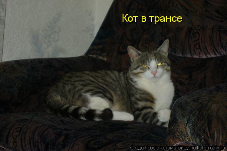 Кот в трансе... Котоматрица: Кот в трансе