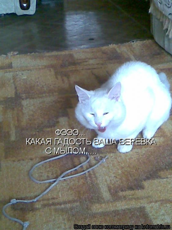 ФЭЭЭ... КАКАЯ ГАДОСТЬ ВАША ВЕРЕВКА С МЫЛОМ,....... Котоматрица: ФЭЭЭ... КАКАЯ ГАДОСТЬ ВАША ВЕРЕВКА С МЫЛОМ,....