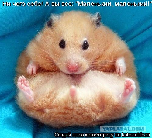 Ни чего себе! А вы всё: "Маленький, маленький!"... Котоматрица: Ни чего себе! А вы всё: "Маленький, маленький!"