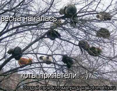 весна началась.... коты прилетели! : )... Котоматрица: весна началась.... коты прилетели! : )