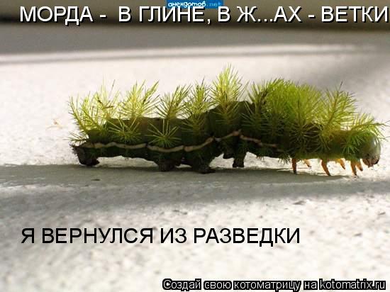 МОРДА - В ГЛИНЕ, В Ж...АХ - ВЕТКИ, Я ВЕРНУЛСЯ ИЗ РАЗВЕДКИ Я ВЕРНУЛСЯ ИЗ РАЗВЕДКИ... Котоматрица: МОРДА - В ГЛИНЕ, В Ж...АХ - ВЕТКИ, Я ВЕРНУЛСЯ ИЗ РАЗВЕДКИ Я ВЕРНУЛСЯ ИЗ РАЗВЕДКИ