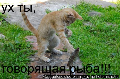 говорящая рыба!!! ух ты,... Котоматрица: говорящая рыба!!! ух ты,