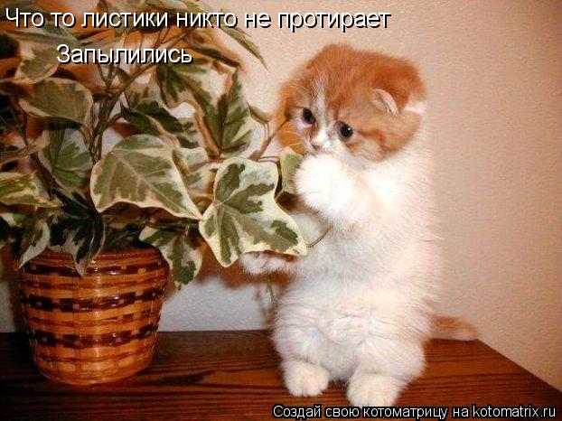 Что то листики никто не протирает Запылились... Котоматрица: Что то листики никто не протирает Запылились