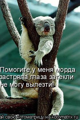 Помогите,у меня морда застряла,глаза затекли не могу вылезти!... Котоматрица: Помогите,у меня морда застряла,глаза затекли не могу вылезти!