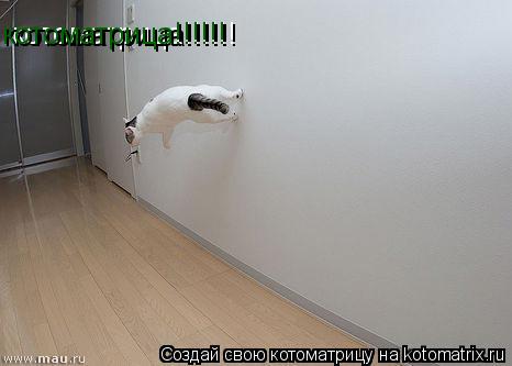 котоматрица!!!!!! котоматрица!!!!!!... Котоматрица: котоматрица!!!!!! котоматрица!!!!!!