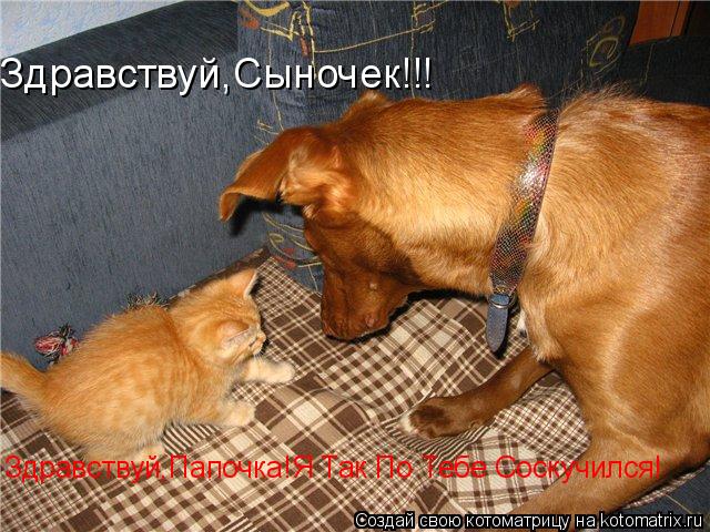 Здравствуй,Сыночек!!! Здравствуй,Папочка!Я Так По Тебе Соскучился!... Котоматрица: Здравствуй,Сыночек!!! Здравствуй,Папочка!Я Так По Тебе Соскучился!