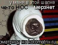 у меня в этой шапке че-то НОС мерзнет... Котоматрица: у меня в этой шапке че-то НОС мерзнет