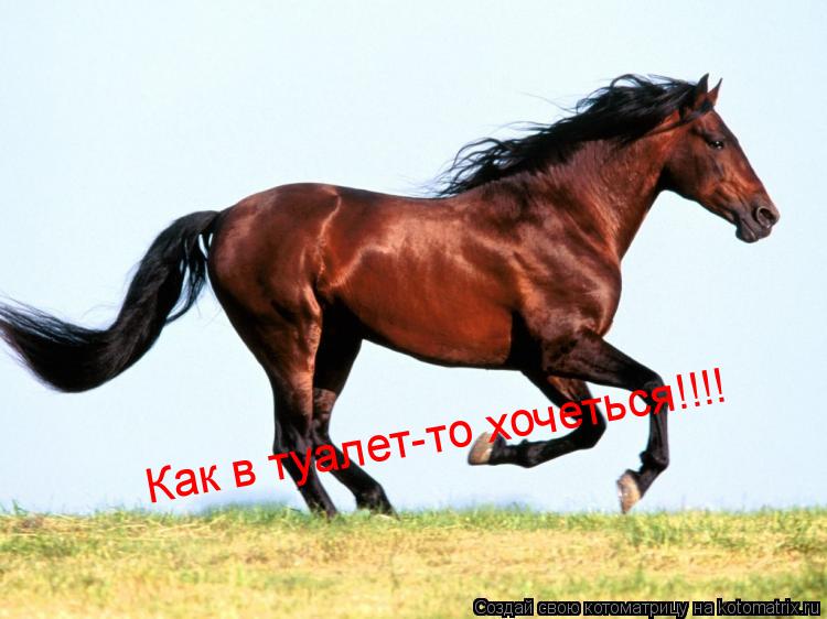 Как в туалет-то хочеться!!!!... Котоматрица: Как в туалет-то хочеться!!!!