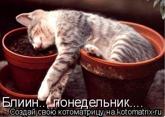 Блиин....понедельник....... Котоматрица: Блиин....понедельник....