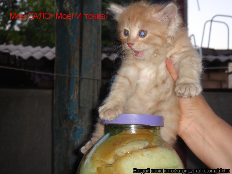 Мое САЛО! Мое! И точка!... Котоматрица: Мое САЛО! Мое! И точка!