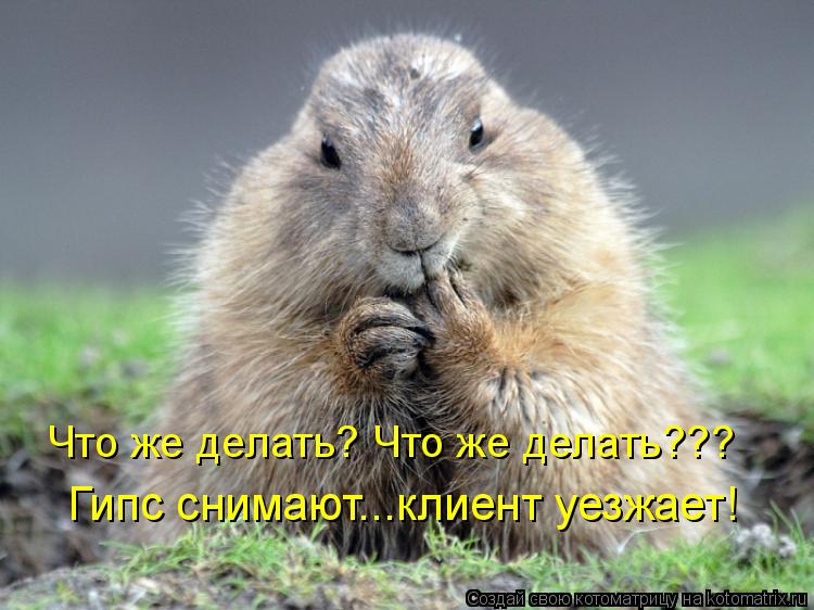 Гипс снимают...клиент уезжает! Что же делать? Что же делать???... Котоматрица: Гипс снимают...клиент уезжает! Что же делать? Что же делать???