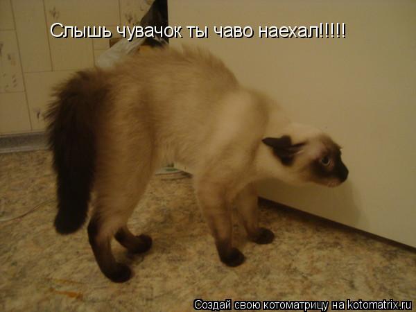 Слышь чувачок ты чаво наехал!!!!!... Котоматрица: Слышь чувачок ты чаво наехал!!!!!