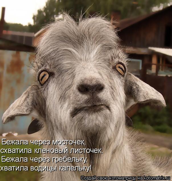 Бежала через мосточек, схватила кленовый листочек. Бежала через гребельку, хватила водицы капельку!... Котоматрица: Бежала через мосточек, схватила кленовый листочек. Бежала через гребельку, хватила водицы капельку!