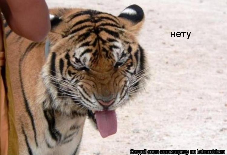 нету... Котоматрица: нету